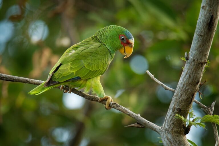 Best of Belize & Guatemala - 7 Days