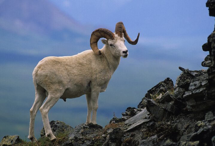 Yukon Wildlife Preserve tour