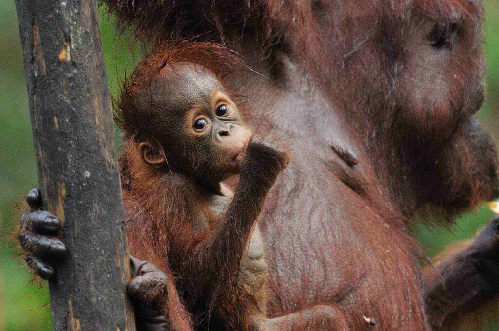 Transfer from Jakarta (CGK) to Balikpapan (BPN) via Orangutan Island and Sunbear Sanctuary