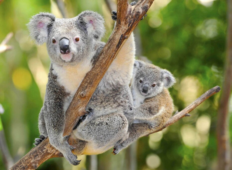 Lone Pine Koala Sanctuary