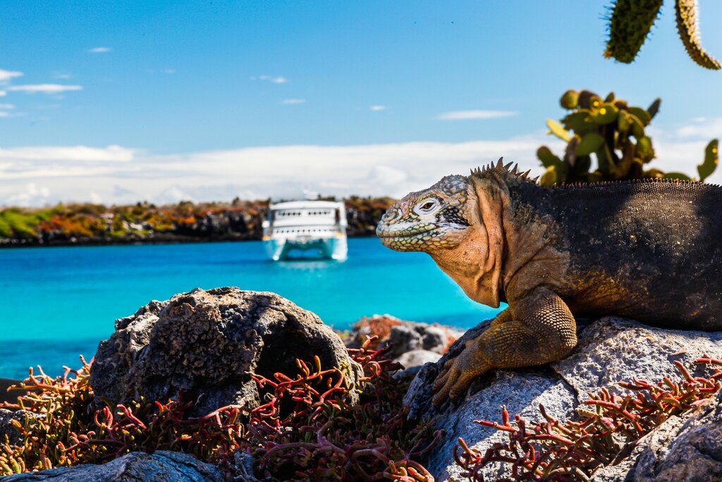 Explore hidden bays and uninhabited islands on cruise around the Galápago