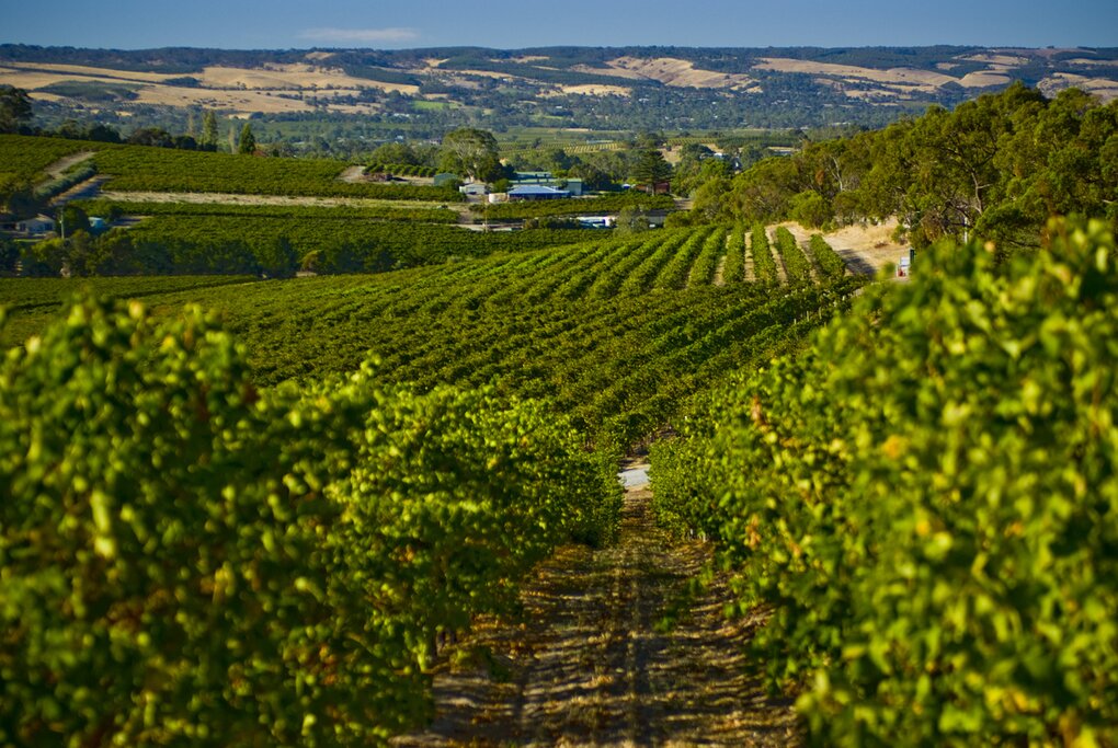 Barossa valley