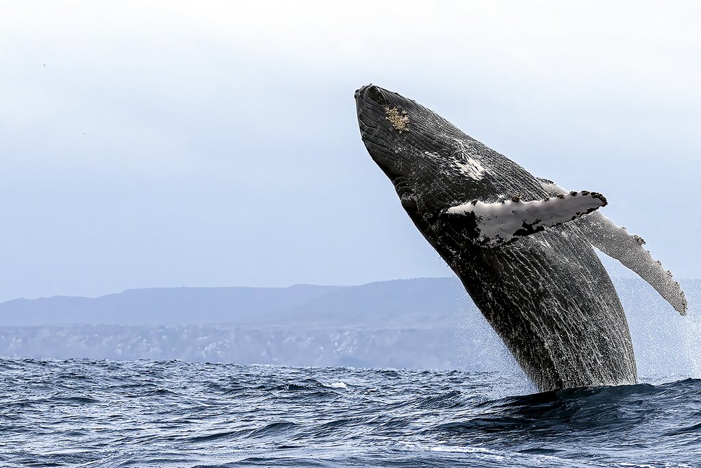 Sailing Excursion from Puerto Lopez to Isla de la Plata