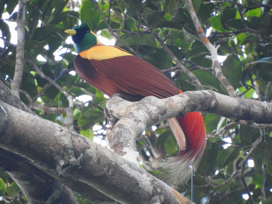bird of paradise