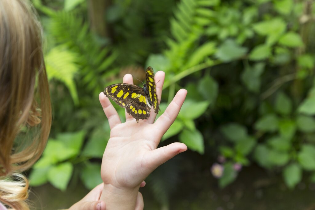 Child with butterfly