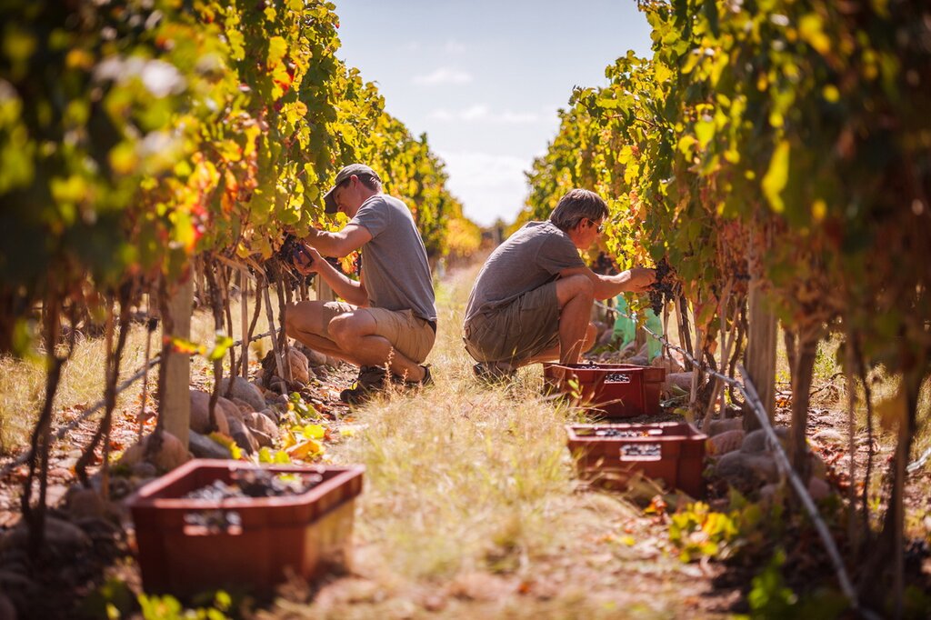 Wineries Tour With Tasting & Lunch