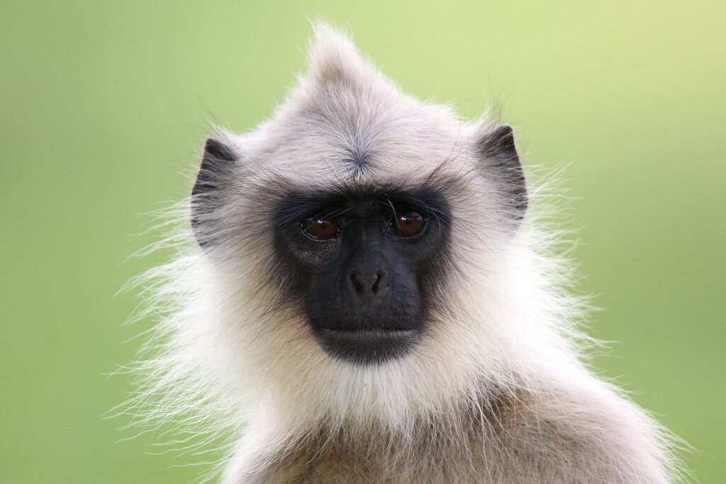 Langur monkeys