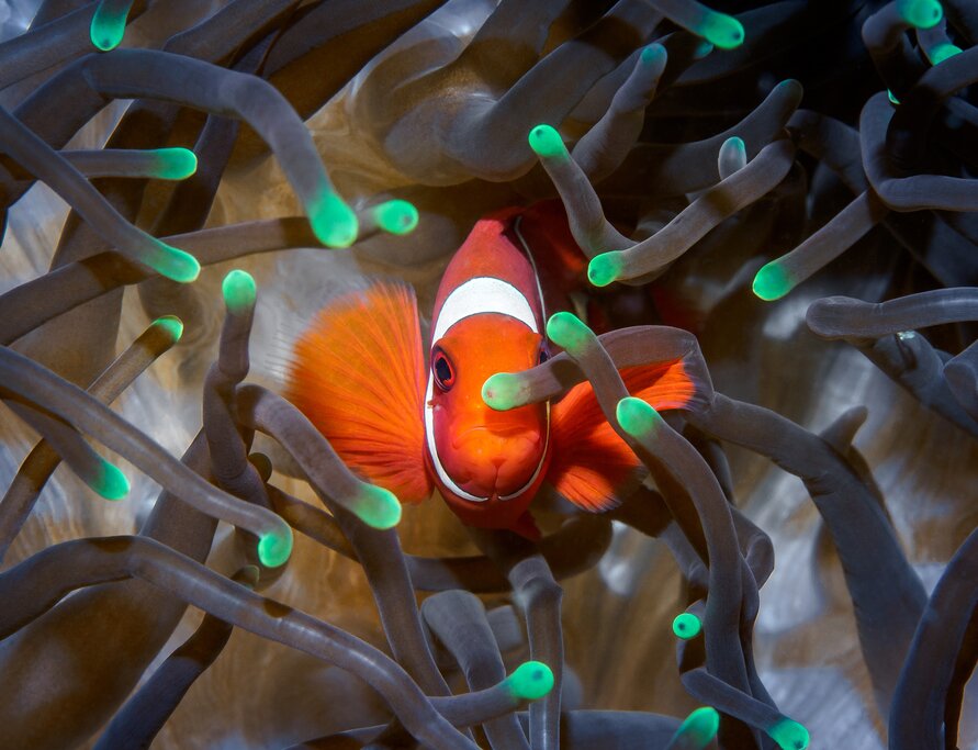 Diving in Menjangan