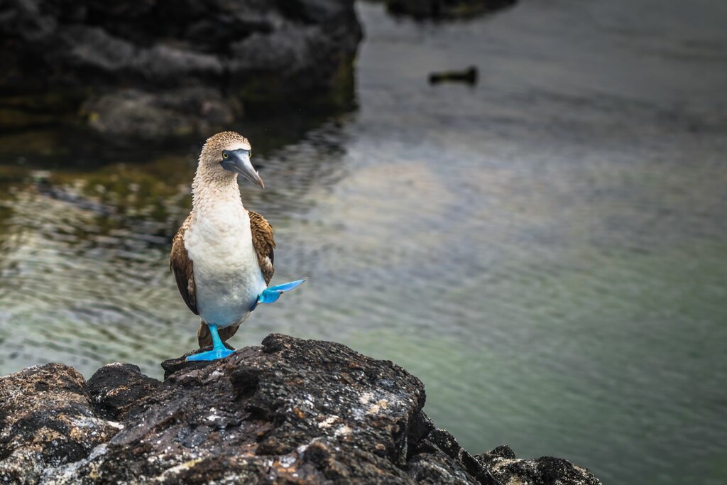 Dancing Blue-footed Booby