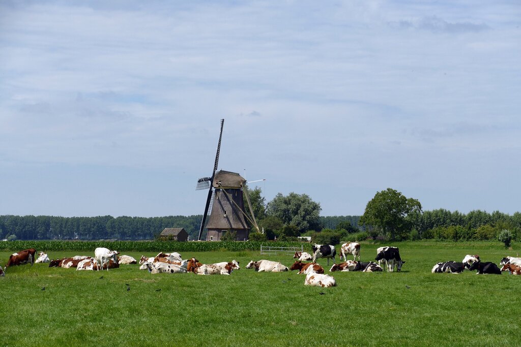 Daytrip to Volendam, cheese farm and Zaanse Schans