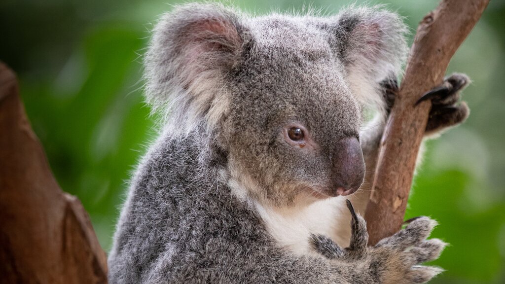 Cuddly Koala