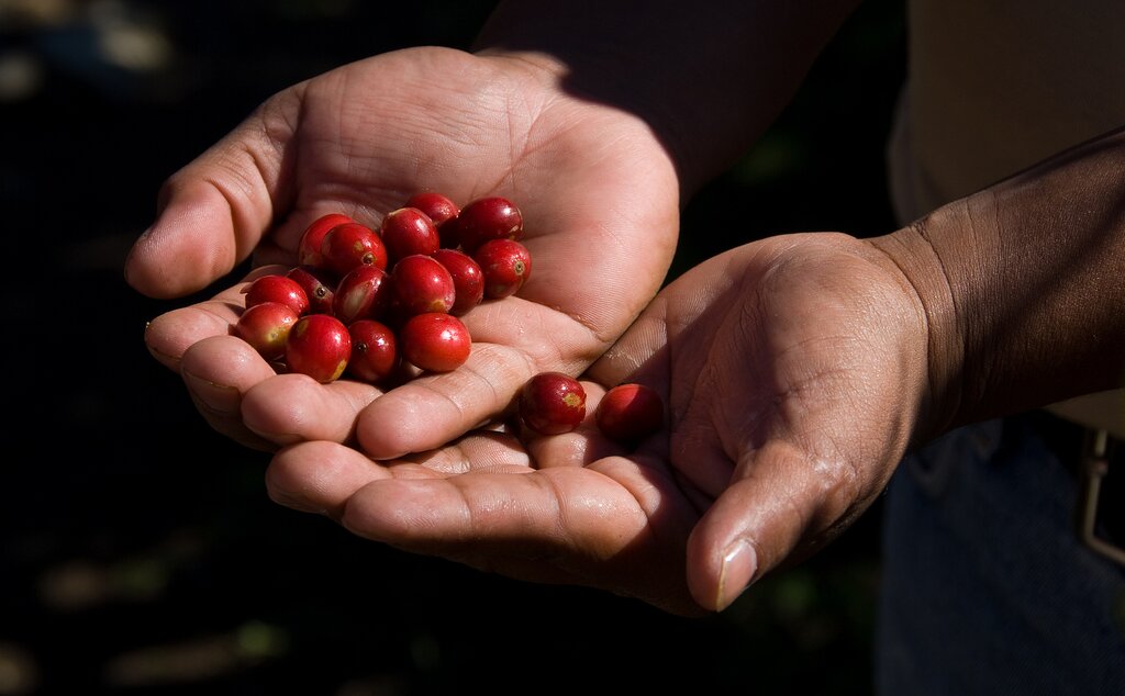 red coffee beans
