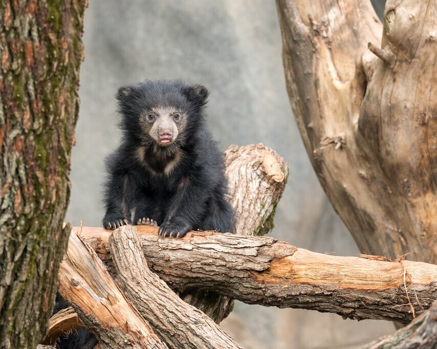 sloth bear