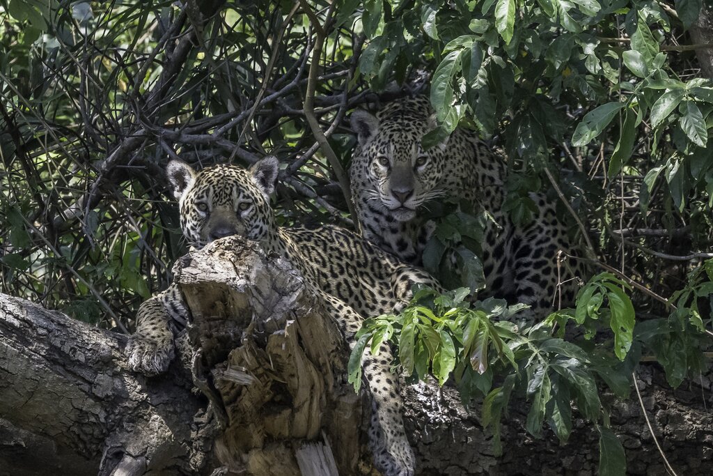 Jaguar