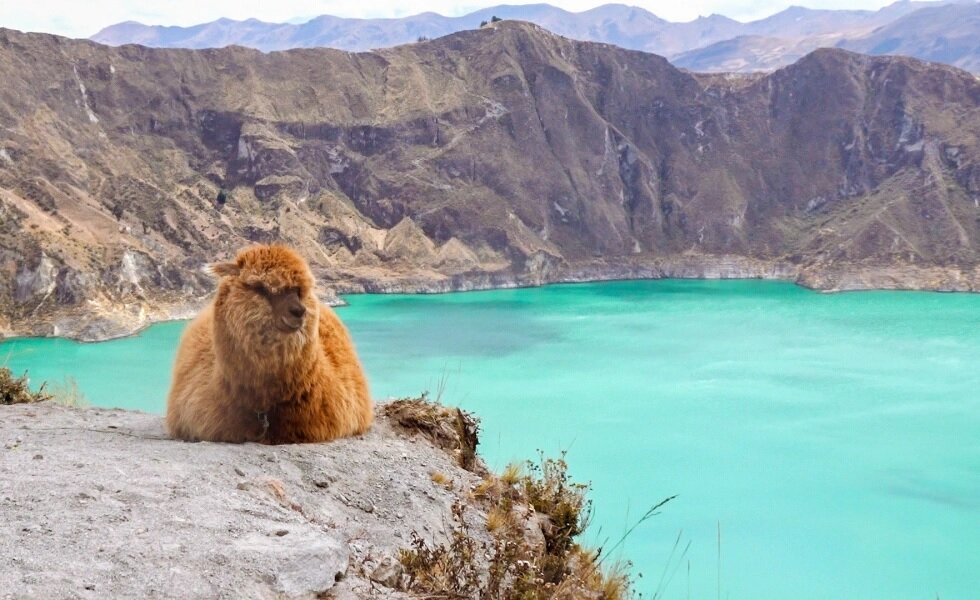 Alpaca Encounter & Kayaking at Quilotoa Lagoon