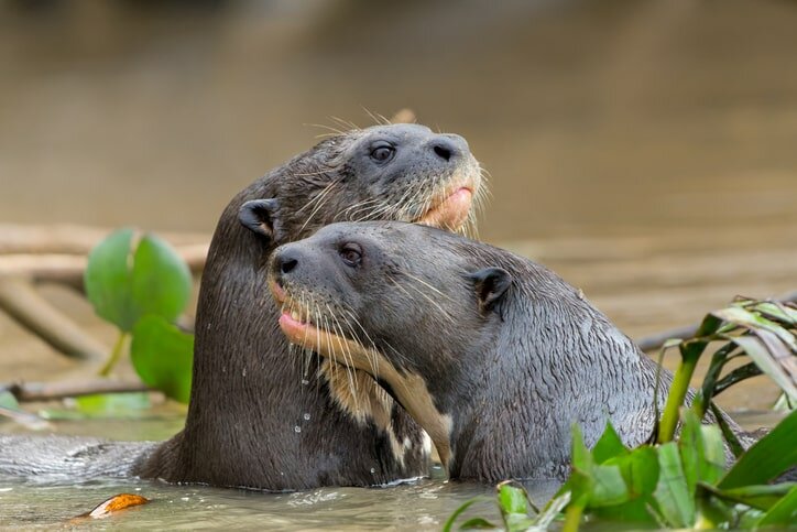 Otters swimming in the river at Ueso Pantanal Lodge
