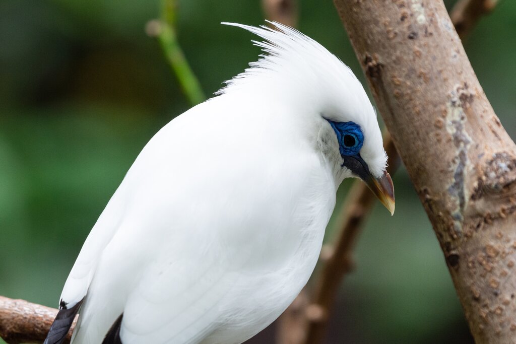 Bali Starling Songbird
