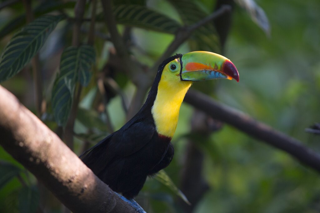 Collared Aracari, Minca, Sierra Nevada de Santa Marta, Colombia