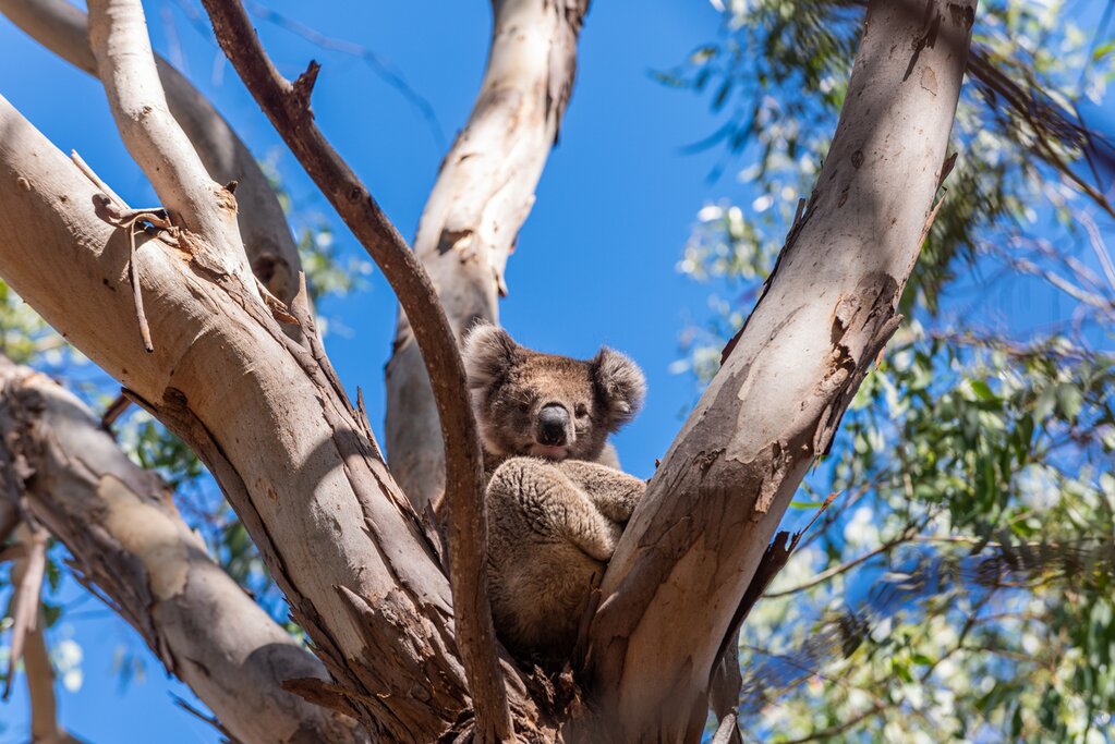 Koala