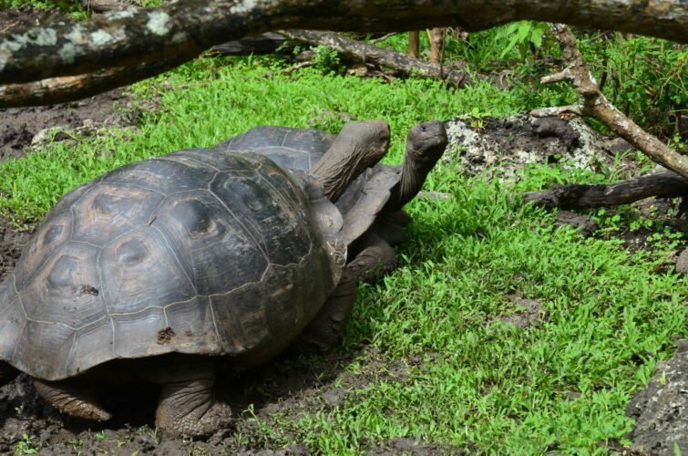 Visit Highlands Tortoise Reserve & Charles Darwin Research Station