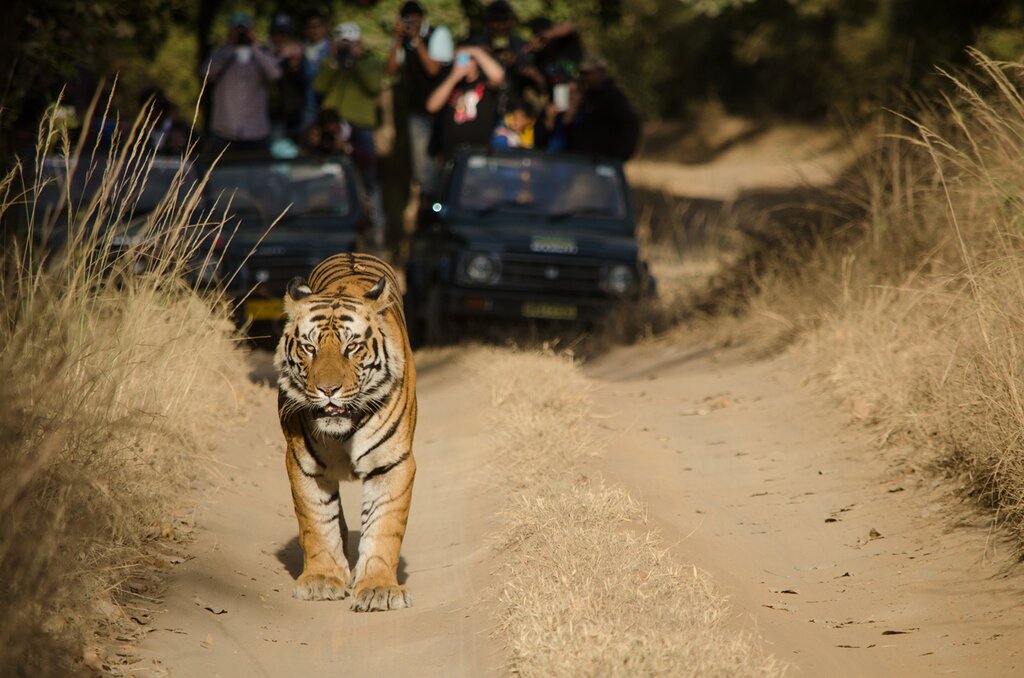 Bandhavgarh: Morning & Evening Game Drives
