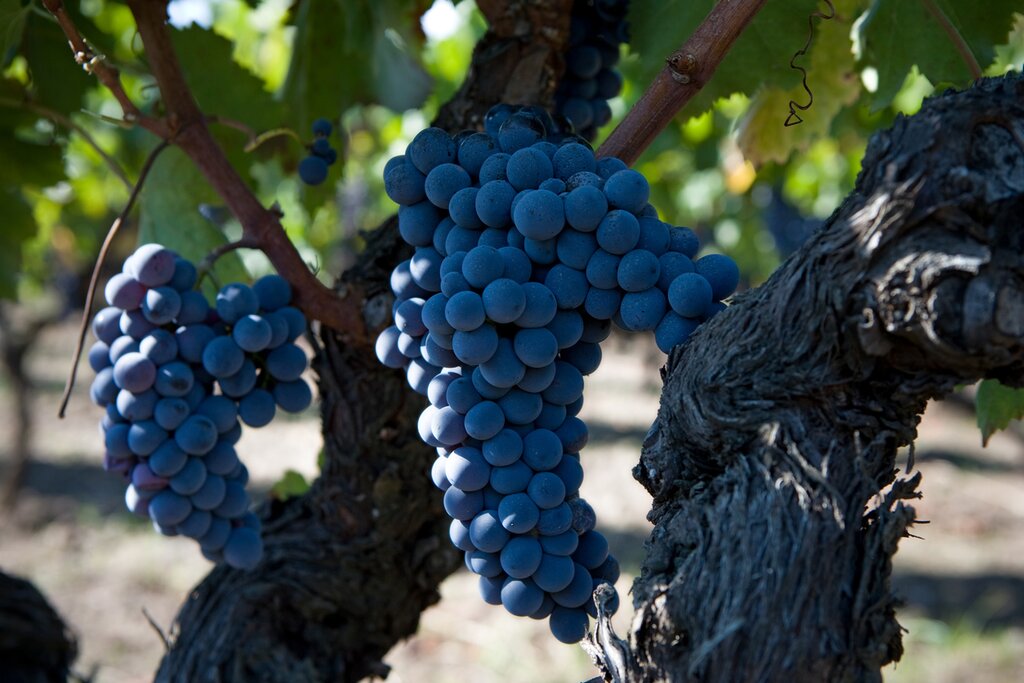 Visit a winery in the shadow of Mount Etna