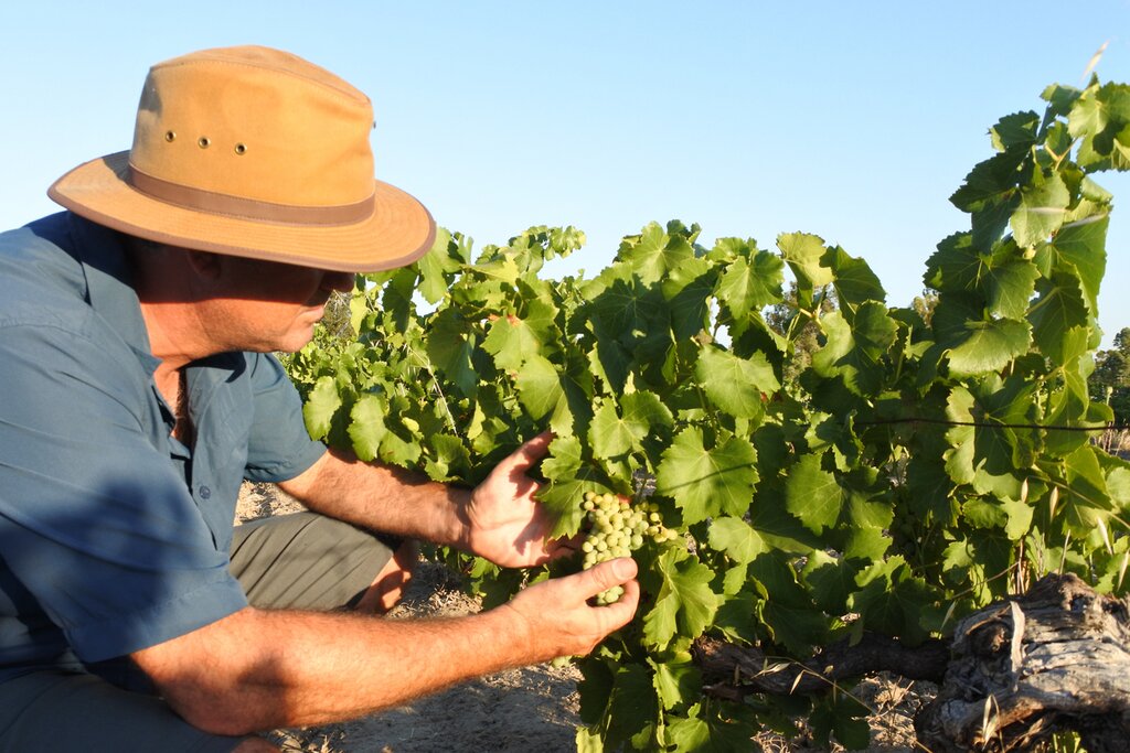 Grapes growing in a vineyard in Swan Valley near Perth