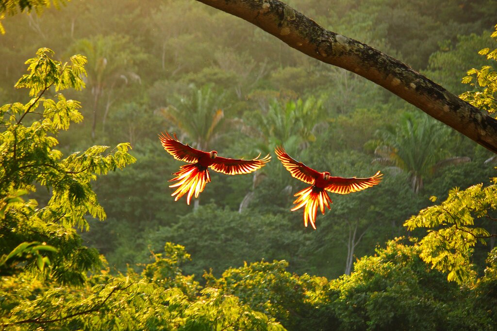 See spectacular Costa Rican birds such as scarlet macaws