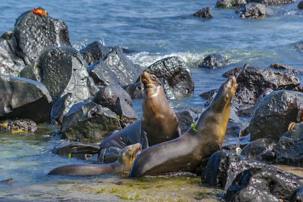 Hop between several unique islands in the Galápagos and meet the residents
