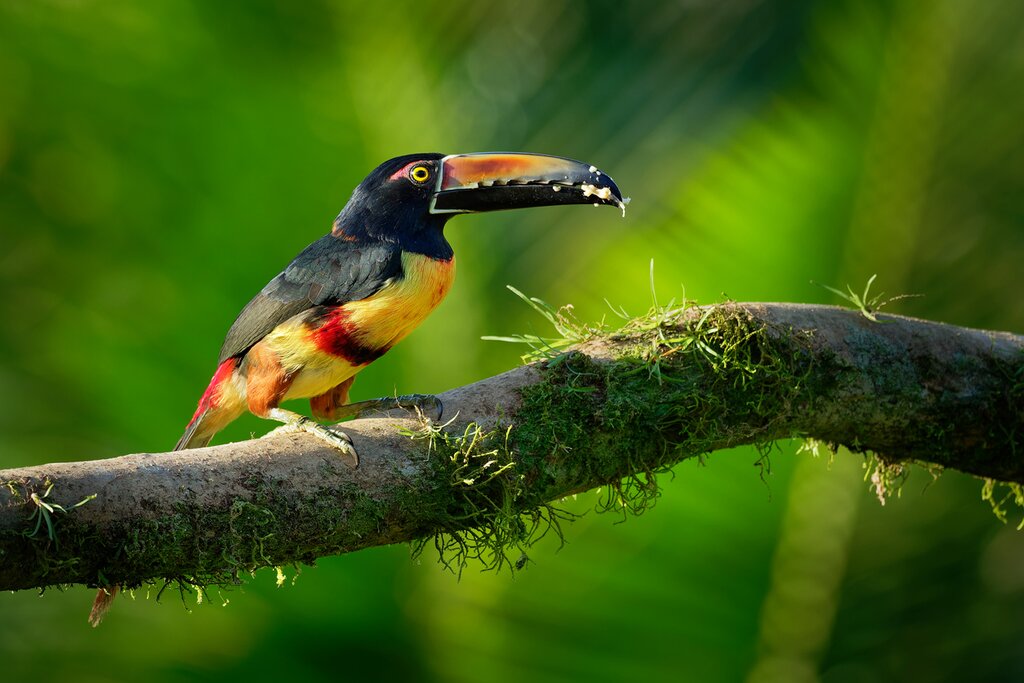 Visit the National Aviary of Colombia while staying in Cartagena