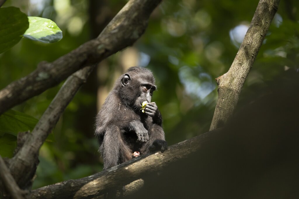 Early Morning Trekking to see Macaca Nigra and Tarsier