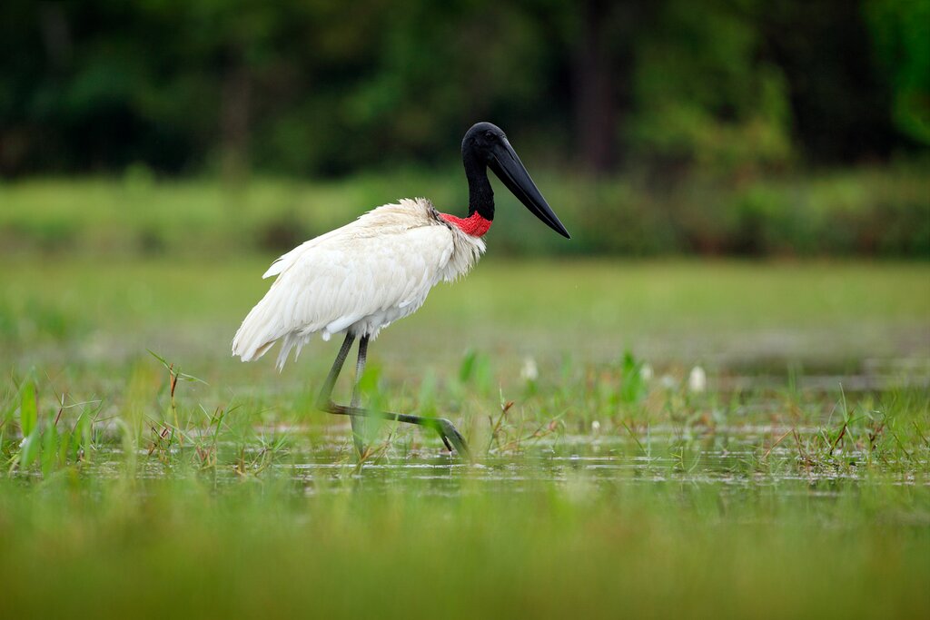A jabiru wading in the wetlands.