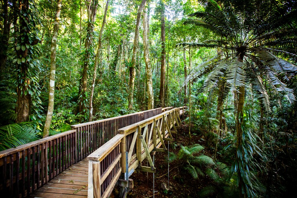 Daintree National Park
