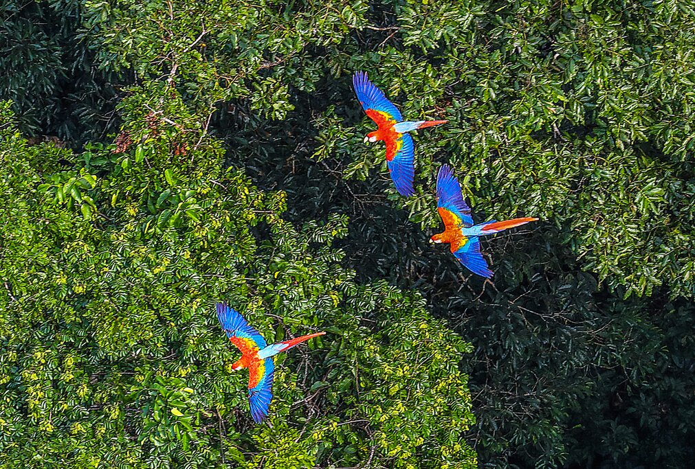 Transfer & immersion in the rainforest (Manati Lodge - Day 1)