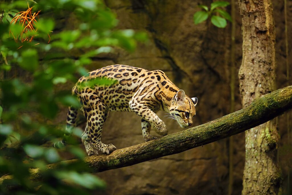Spot nocturnal animals like ocelots on a night tour