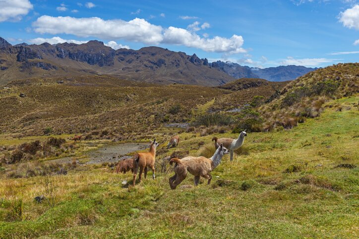 From the Highlands to the Coast: Cajas National Park to Guayaquil