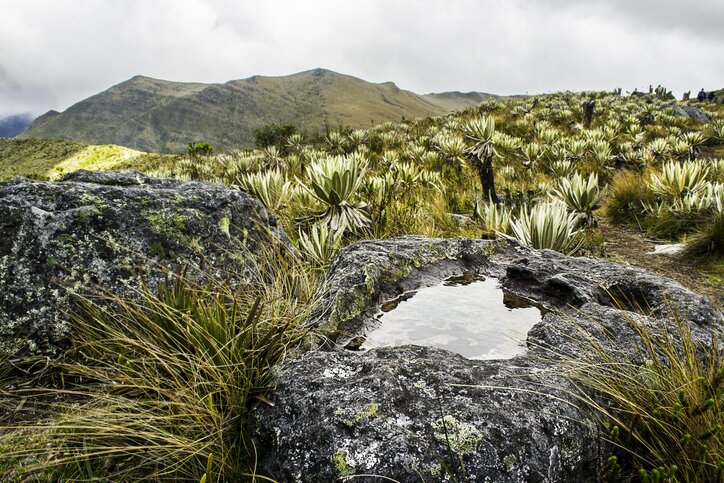 See the windswept páramo  landscapes of Chingaza National Park