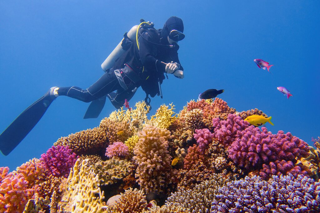 Go diving on the Great Barrier Reef