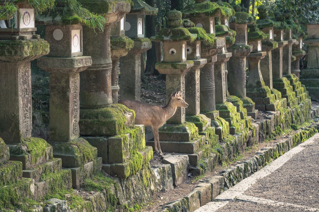 Lantern of Kasuga Shrine in nara