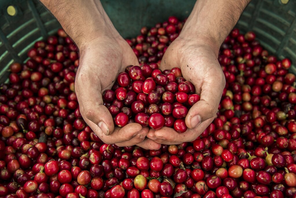 Coffee & Chocolate Tour in Monteverde