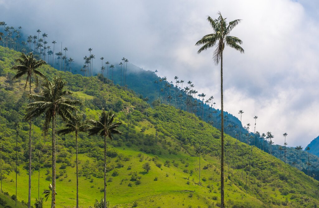 The wax palms of the Valle de Cocora