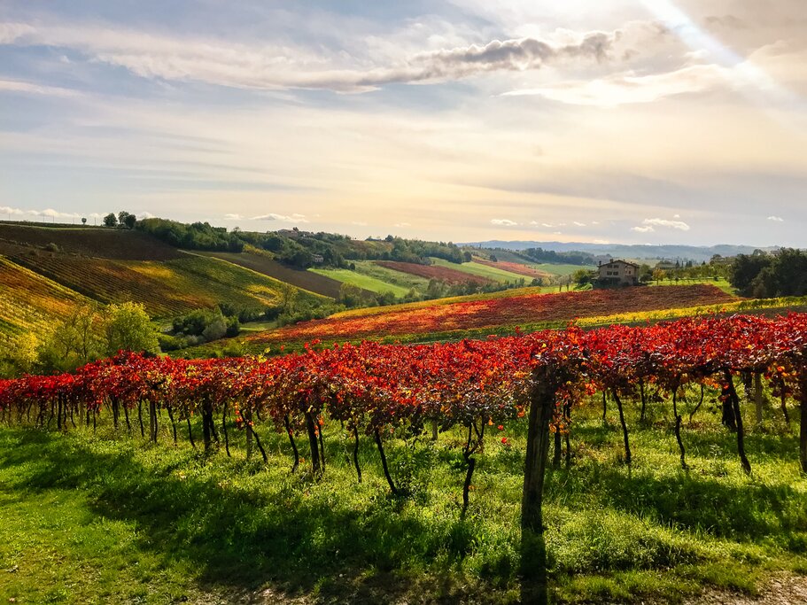 red vineyards of the famous sparkling wine Lambrusco in autumn
