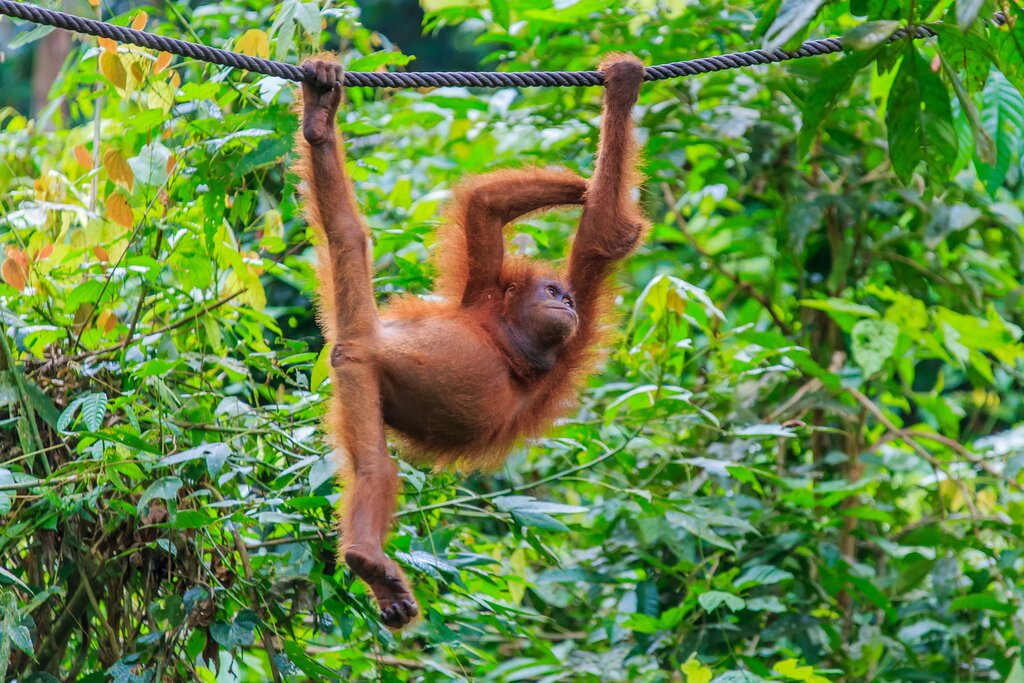 A Borneo orangutan
