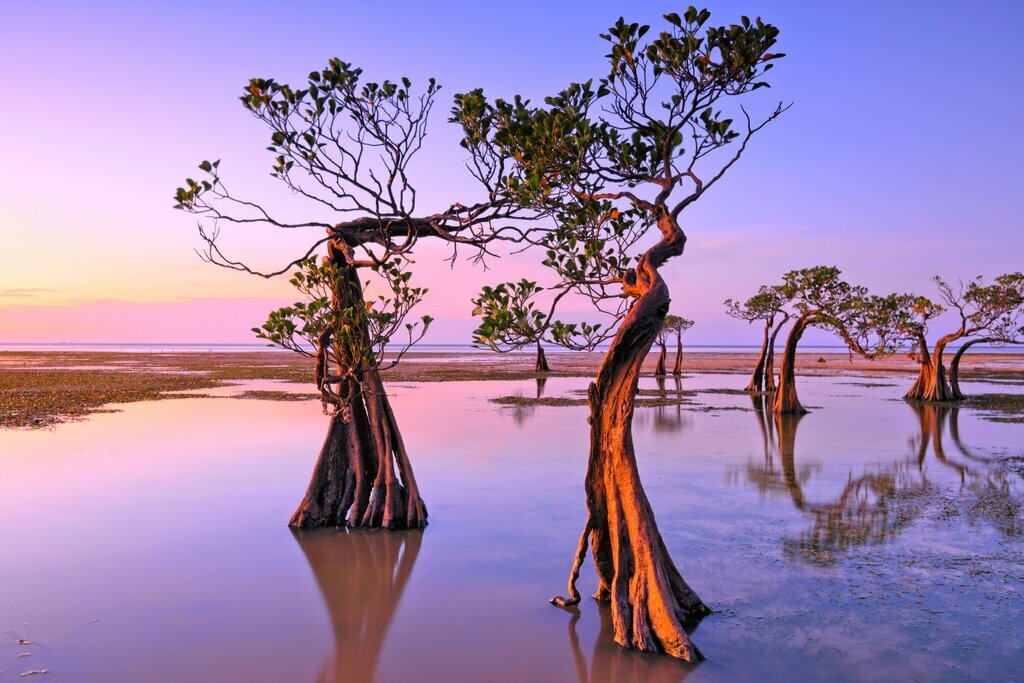 Mangrove forest at Walakiri Beach, Sumba