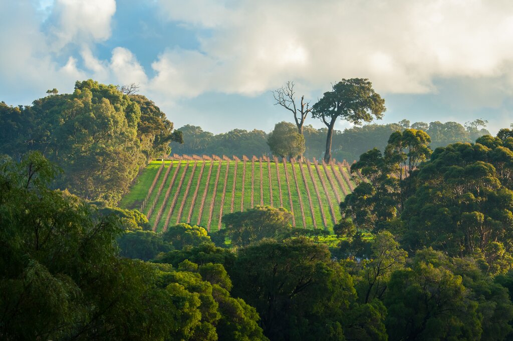 The vineyards in Margaret River