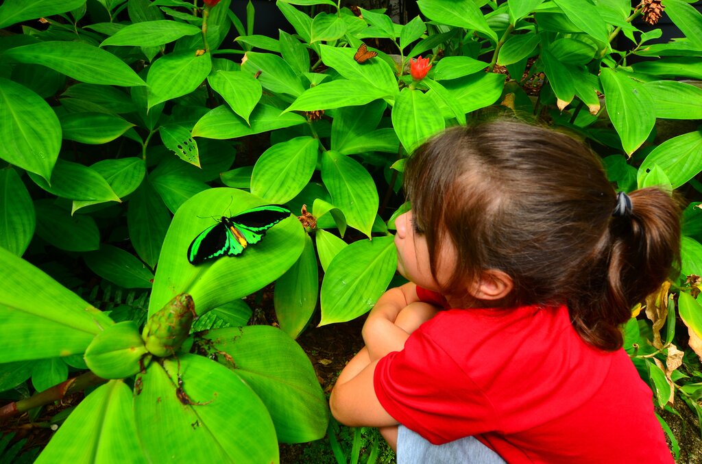 Little girl looks at Cairns Birdwing (Ornithoptera euphorion) sit on a plant in the rainforest of Queensland