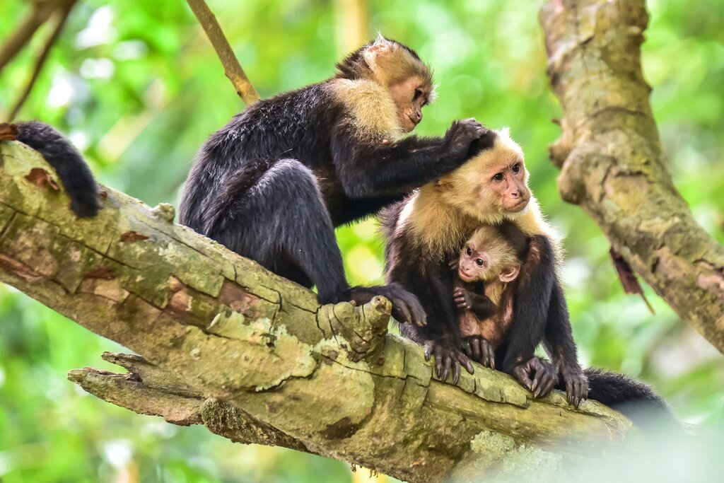  Say hello to families of curious capuchins in Costa Rica