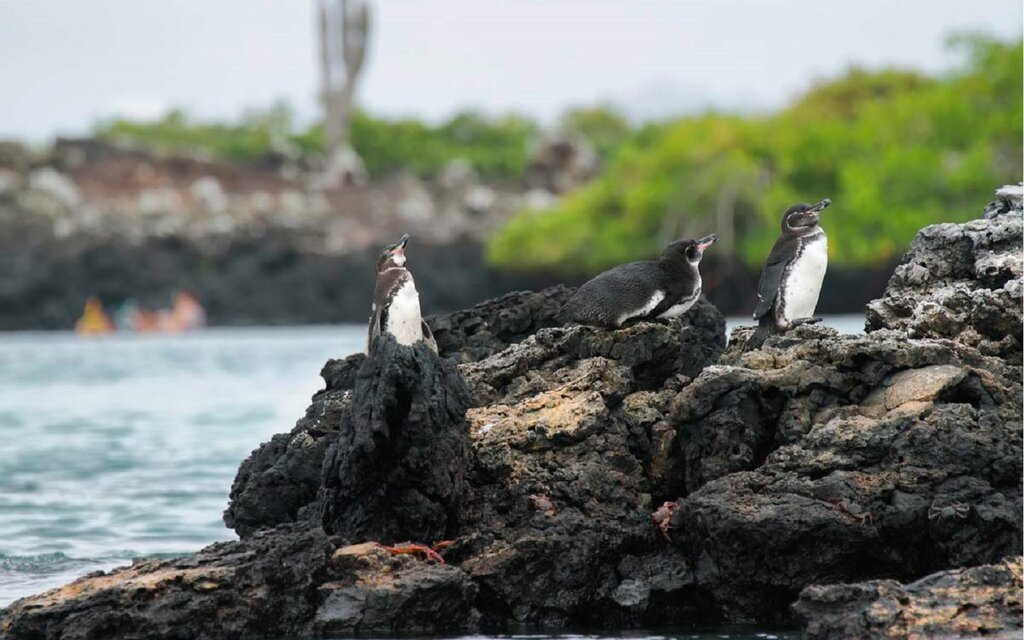 Explore Tintoreras Islet