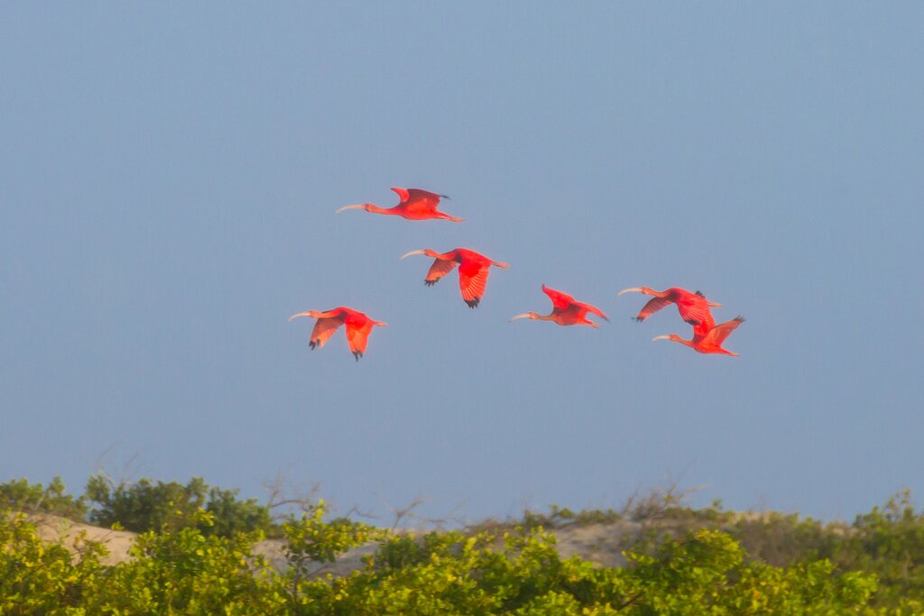 Transfer from Atins to Barra Grande with Delta do Parnaiba