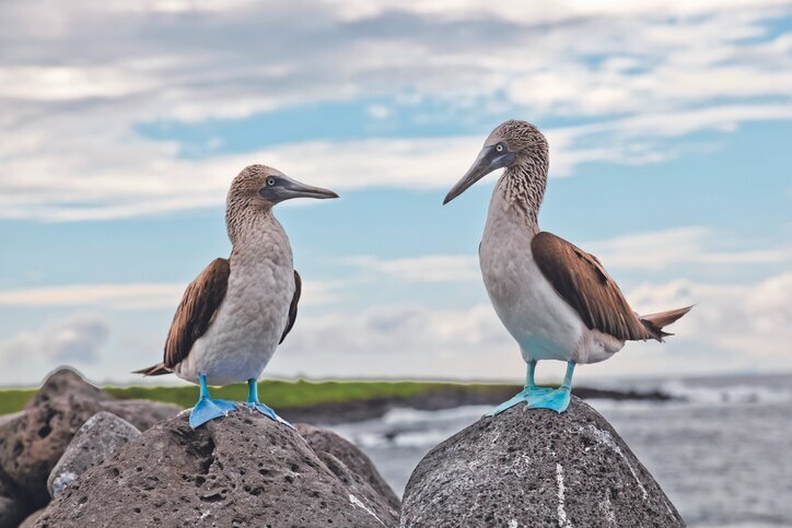 Blue-footed boobies in the Galápagos